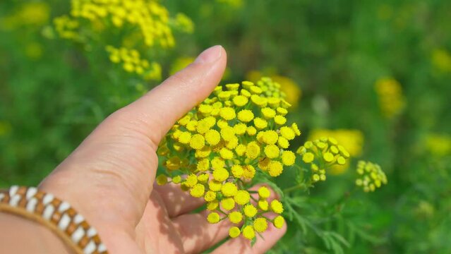 Yellow flowers of common tansy, Tanacetum vulgare. Plant of Tansy Tanacetum vulgare, Common Tansy. Selective focus