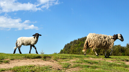 A lamb with its mother mountain sheep of the Rava breed, in a mountain pasture