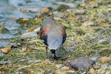 Southern Lapwing (Vanellus chilensis) in Ushuaia area, Land of Fire (Tierra del Fuego), Argentina