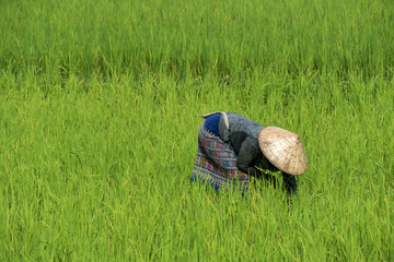 Naklejka na ściany i meble Asian farmer in a rice field in Laos