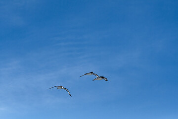 Cape Petrels (Daption capense) in South Atlantic Ocean, Southern Ocean, Antarctica