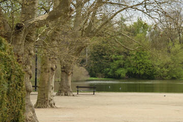 ławeczka obok platanów w parku południowy we Wrocławiu