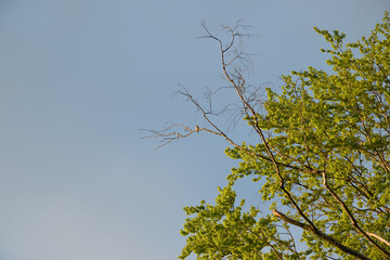 samotny ptak na suchej gałęzi wczesną wiosną