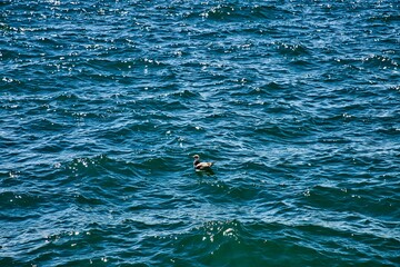 Kleiner Vogel auf dem Wasser im Meer