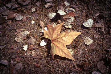 Hojas secas caidas de los árboles por el otoño