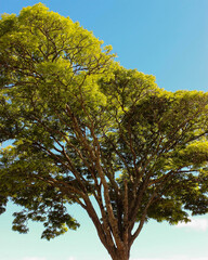 Big and green tree of an interior city in Paraná Brazil