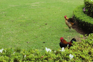 rooster on the grass