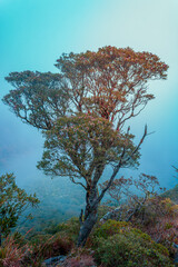Rain forest with many trees and misty in the morning.