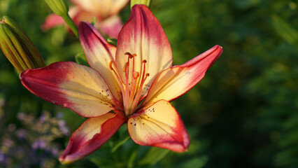 Commander-in-Chief Asiatic Upfacing Lily in bloom in a summer garden.