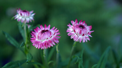 Obraz premium Pink strawflowers in bloom in a summer garden.