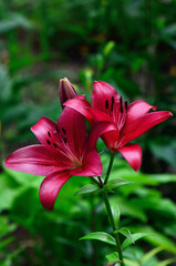 Fototapeta premium bright lily on a background of green foliage