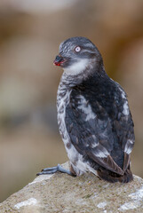 Least Auklet (Aethia pusilla) at colony in St. George Island, Pribilof Islands, Alaska, USA