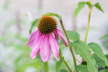Withered purple coneflower during early fall in Sweden