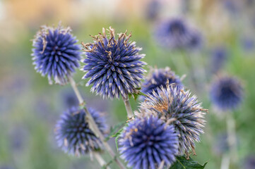 Blue Globe-Thistle in a flower bed in a city park in Norrk&ouml;ping during summer in Sweden