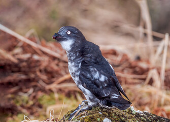 Least Auklet (Aethia pusilla) at colony in St. George Island, Pribilof Islands, Alaska, USA