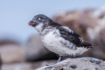Least Auklet (Aethia pusilla) at colony in St. George Island, Pribilof Islands, Alaska, USA