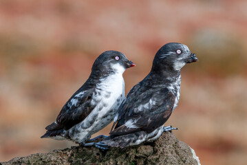 Least Auklets (Aethia pusilla) at colony in St. George Island, Pribilof Islands, Alaska, USA