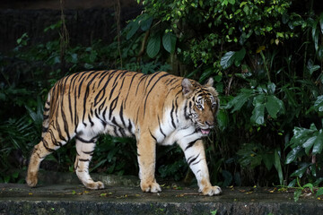 Naklejka premium Close up Indochinese tiger is beautiful animal and dangerous in forest