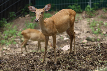 The female deer in garden at thailand