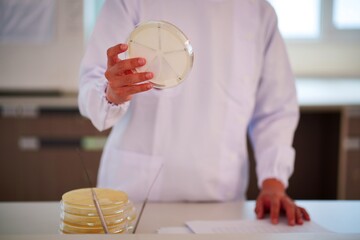 Laboratory worker holding a culture plate with bacteria or viruses growing on agar in petri dish...