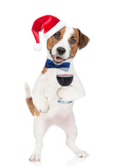 Jack russell terrier puppy wearing santa hat and tie bow holds glass of red wine. isolated on white background