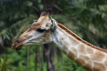 Close up  head giraffe in the garden