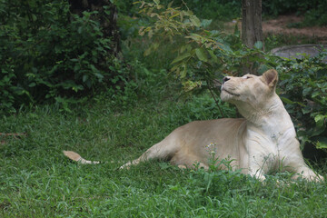 The female white lion is stay in garden