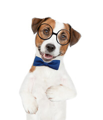 Smart Jack russell terrier puppy wearing  tie bow and eyeglasses looks at camera. isolated on white background