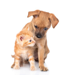 Tiny toy terrier puppy hugs and sniffs tabby kitten. isolated on white background