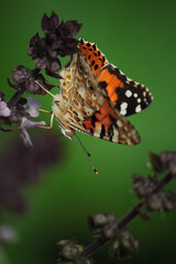 Bright orange butterfly insect on a basil branch on a green background