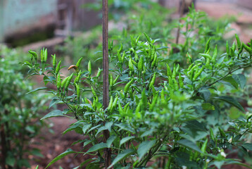 chili plants that thrive in the yard.