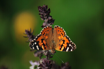 Bright orange butterfly insect on a basil branch on a green background