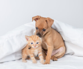 Friendly Toy terrier puppy hugs tabby ginger kitten under white warm blanket on a bed at home