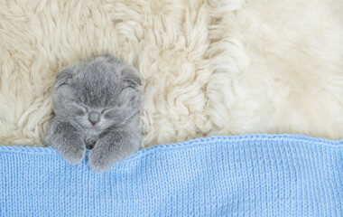 Cozy kitten sleeps under fuzzy blanket on a bed at home. Top down view. Empty space for text