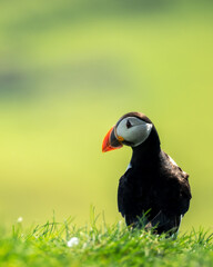 Puffin looking over the shoulder