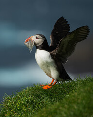 Puffin with fishes