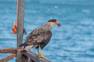 Southern Crested Caracara (Caracara plancus) in Ushuaia area, Land of Fire (Tierra del Fuego), Argentina