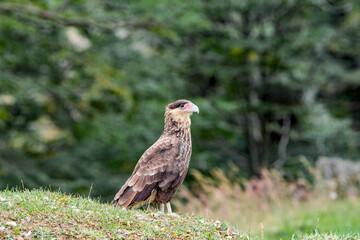 Southern Crested Caracara (Caracara plancus) in Ushuaia area, Land of Fire (Tierra del Fuego), Argentina