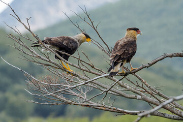 Southern Crested Caracaras (Caracara plancus) in Ushuaia area, Land of Fire (Tierra del Fuego), Argentina