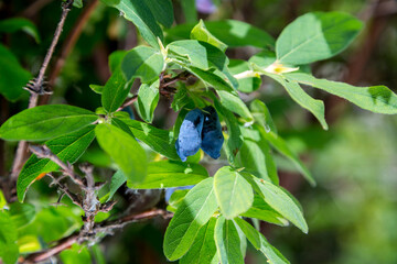 Honeysuckle branch with blue ripe berries.