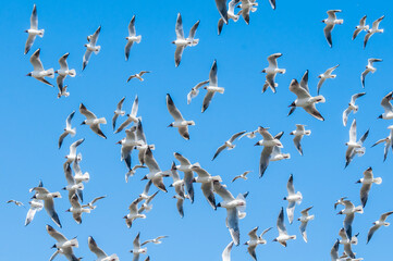 Black-headed Gulls (Chroicocephalus ridibundus) at colony