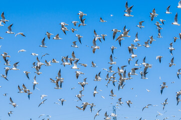 Black-headed Gulls (Chroicocephalus ridibundus) at colony