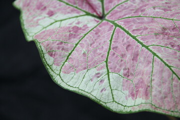 close up Caladium tricolor leaf or Queen of the Leafy Plants, tricolor foliage isolated on black background, with clipping path,Caladium tricolor leaf  with green pink and white 