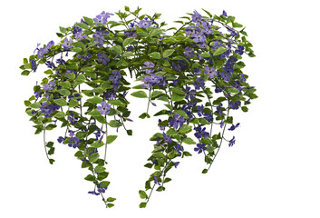 Tropical plants on a transparent background
