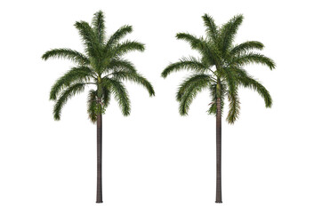 Tropical plants on a transparent background
