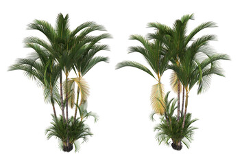 Fototapeta premium Tropical plants on a transparent background 