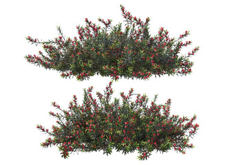 Shrubs and flower on a transparent background
