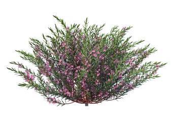 Shrubs and flower on a transparent background
