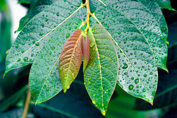 Tropical green leaf texture background.in rainy season
