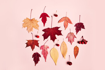 Colorful autumn leaves and berries set on pink background